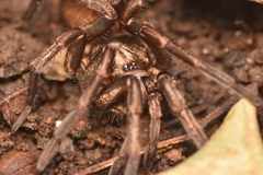 Acanthogonatus