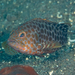 Areolate Grouper - Photo (c) Mark Rosenstein, some rights reserved (CC BY-NC-SA), uploaded by Mark Rosenstein
