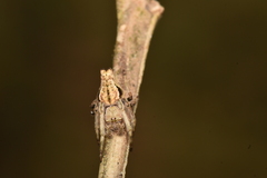 Nicolepeira bicaudata