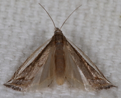 Raphiptera argillaceellus