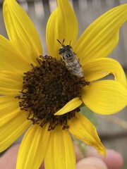 Copestylum marginatum