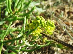 Rorippa curvisiliqua