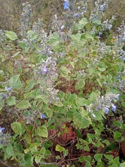 Salvia ballotiflora