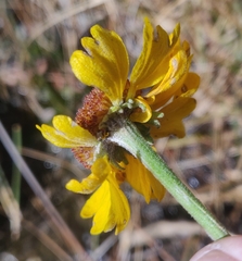 Helenium bigelovii