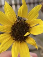 Copestylum marginatum