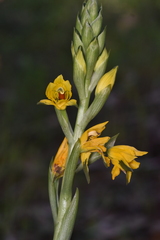 Chloraea gavilu