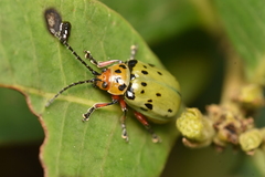 Procalus reduplicatus