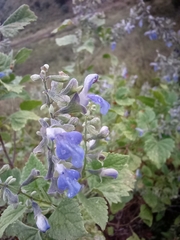 Salvia ballotiflora
