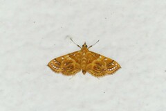 Daulia afralis