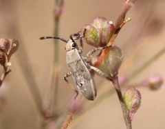 Catorhintha