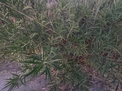 Barkleyanthus salicifolius