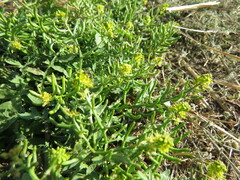 Rorippa curvisiliqua