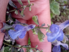 Salvia ballotiflora