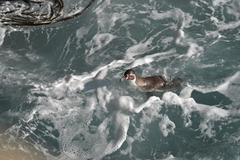 Spheniscus humboldti