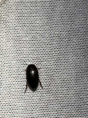 Copelatus chevrolati