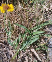 Helenium bigelovii