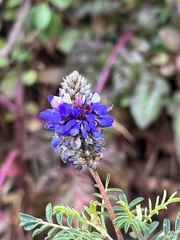 Dalea coerulea