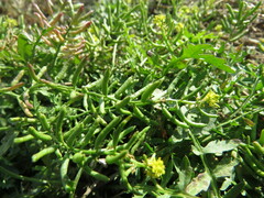 Rorippa curvisiliqua
