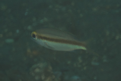 Scolopsis affinis