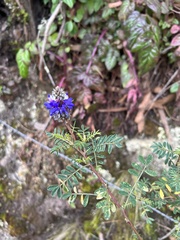 Dalea coerulea