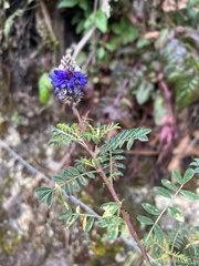 Dalea coerulea