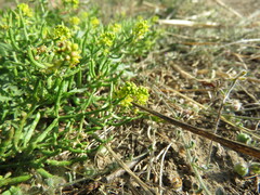 Rorippa curvisiliqua