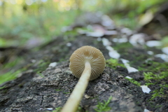Pennatae