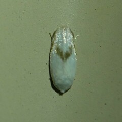 Opostegoides gephyraea