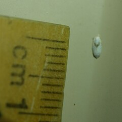 Opostegoides gephyraea