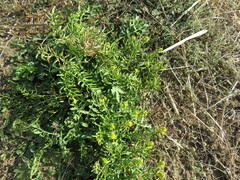 Rorippa curvisiliqua