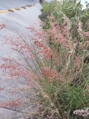 Melinis repens