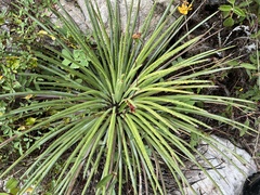 Agave striata