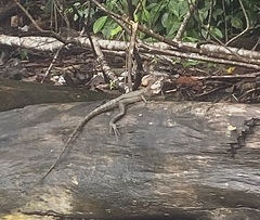 Basiliscus galeritus