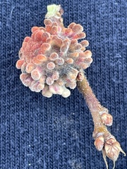 Burnettweldia corallina
