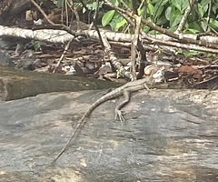 Basiliscus galeritus