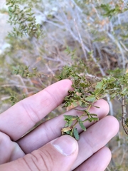 Larrea nitida
