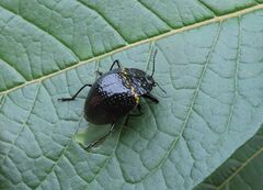 Erotylus variomaculatus