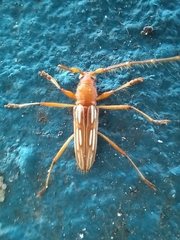 Eburodacrys dubitata