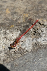 Xanthocnemis zealandica