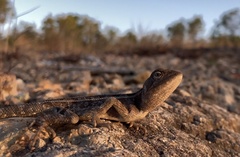 Diporiphora australis