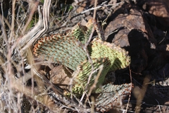 Opuntia basilaris basilaris