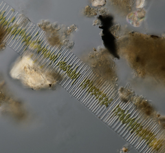 Fragilaria
