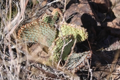 Opuntia basilaris basilaris