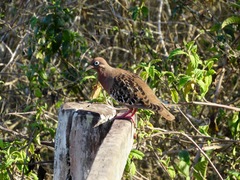 Zenaida galapagoensis