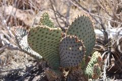 Opuntia basilaris basilaris