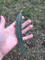 Eucalyptus globulus bicostata