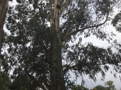 Eucalyptus globulus bicostata