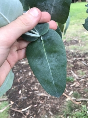 Eucalyptus globulus bicostata