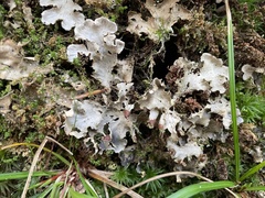 Peltigera praetextata