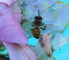 Apis mellifera